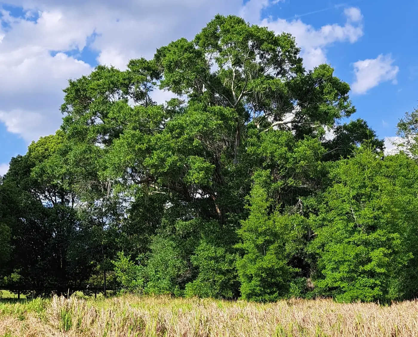 Before forestry mulching: dense trees and underbrush along the edge of a Florida property