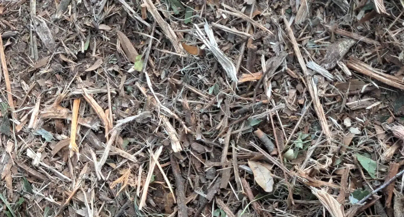 After forestry mulching: close view of the nutrient-rich mulch layer left on site
