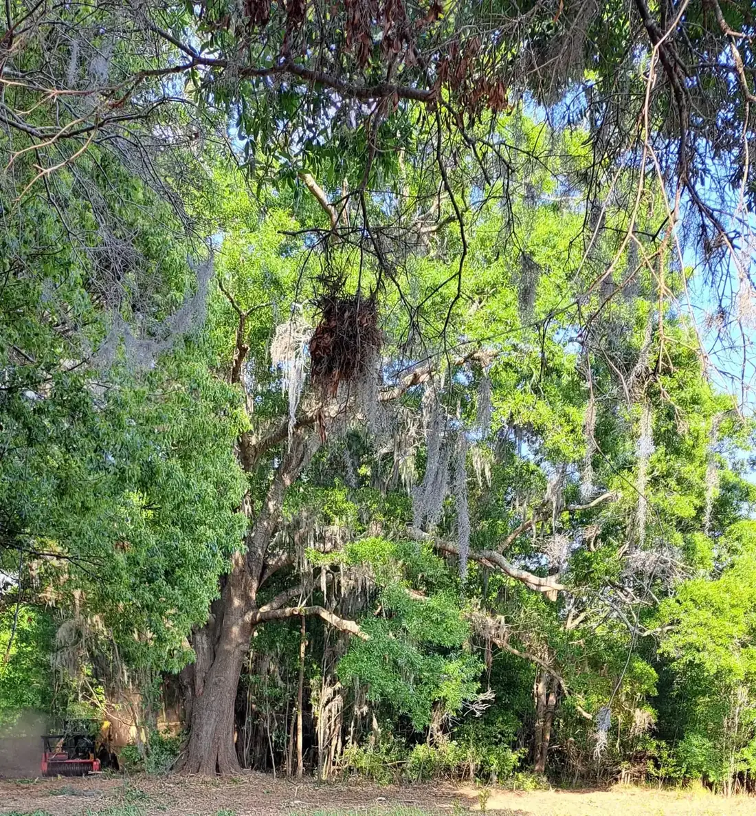 During forestry mulching: selective underbrush removal around a mature oak tree