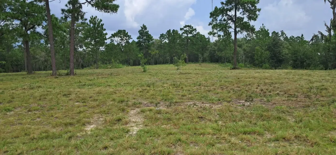 After bush hog mowing: open grassy field beside a preserved pine treeline