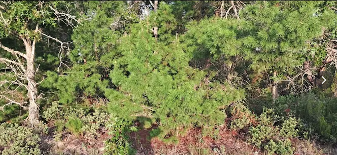 Dense pine and scrub vegetation in Marion County FL scheduled for forestry mulching