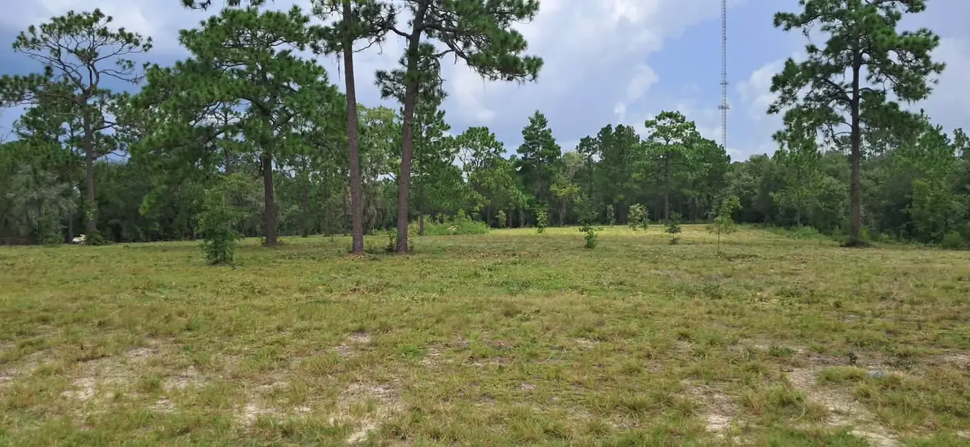 After bush hog mowing: broad view of a freshly cut field surrounded by mature pines