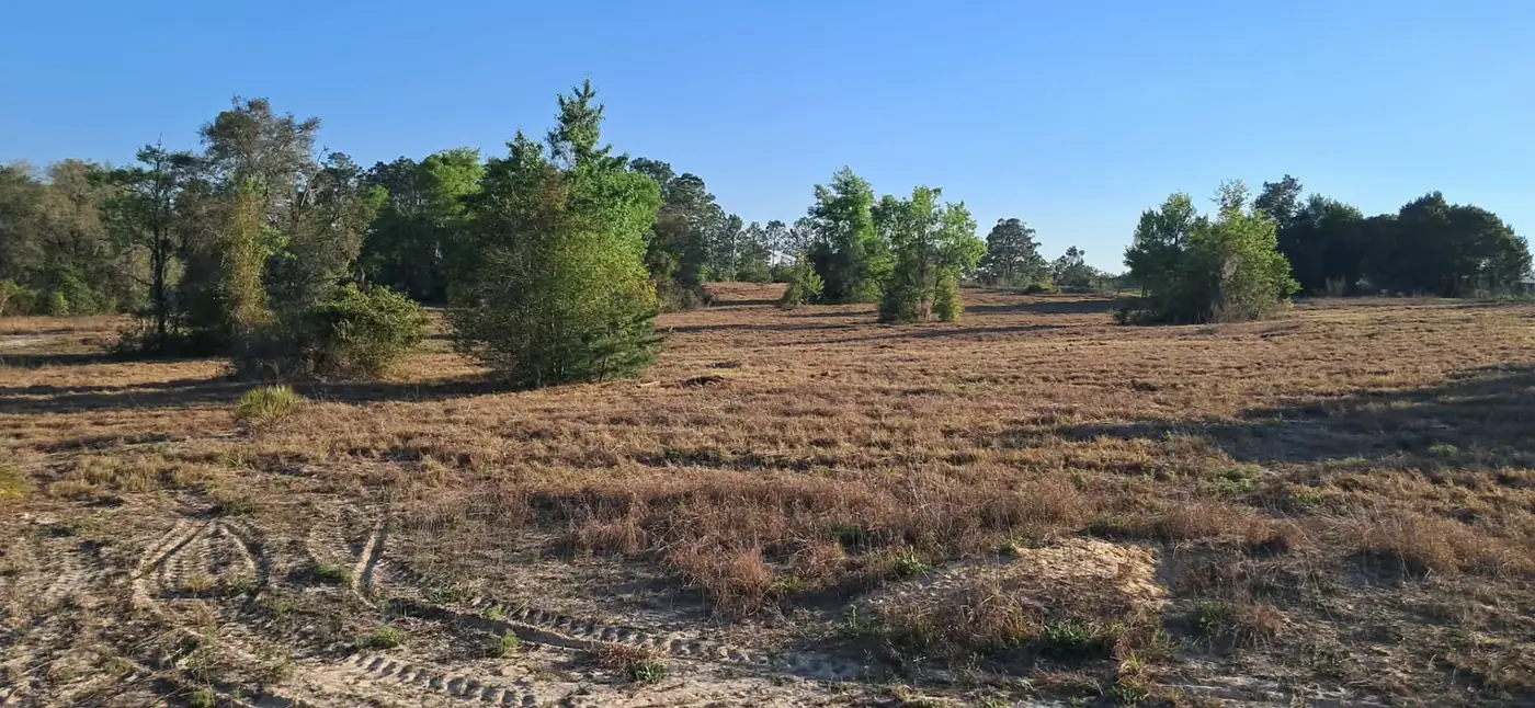 Wide field cut clean around established trees by bush hog mowing