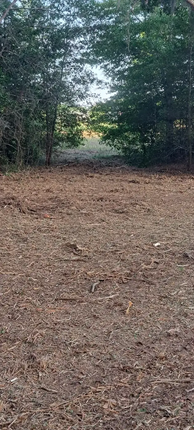 After forestry mulching: cleared access beneath a preserved tree canopy