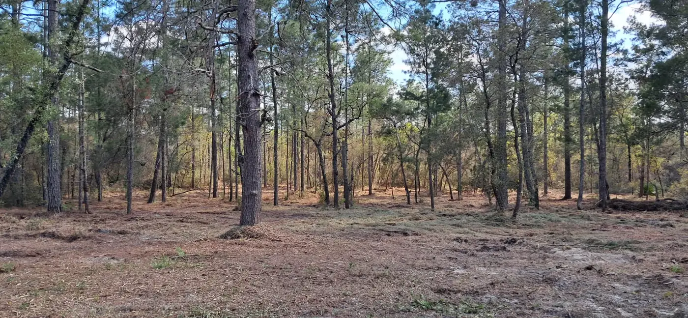 Cleared understory with mature trees preserved after bush hog mowing