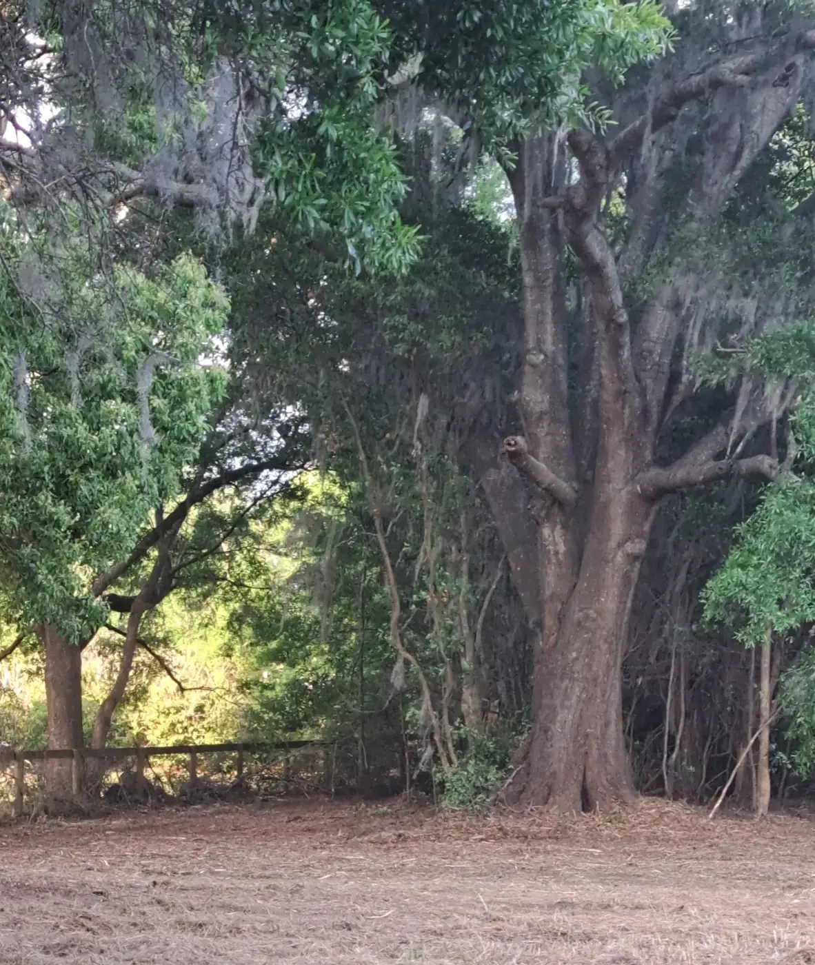 After forestry mulching: open ground around a preserved mature live oak