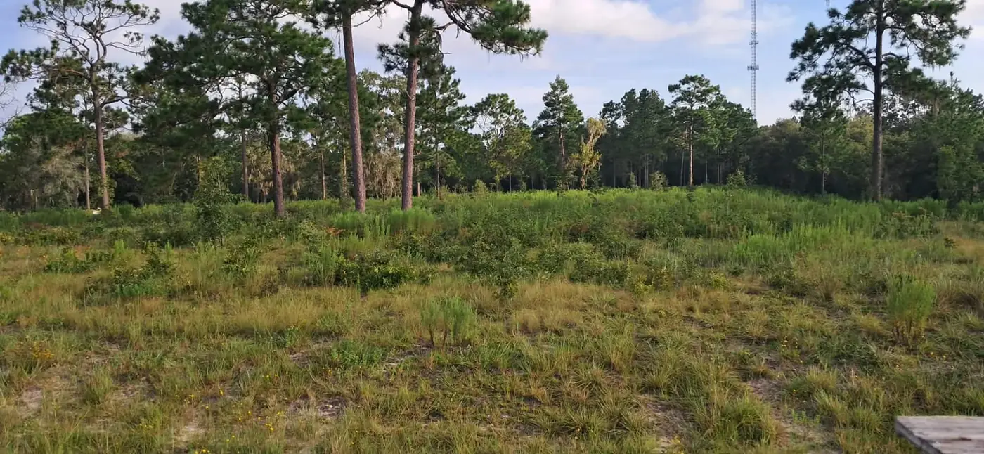 Tall field growth surrounding mature pine trees before bush hog mowing