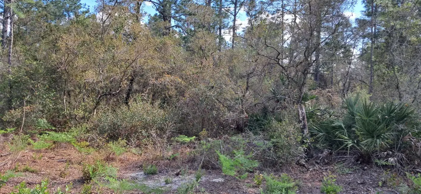 Dense brush and palmettos beneath a wooded canopy before bush hog mowing in North Central Florida