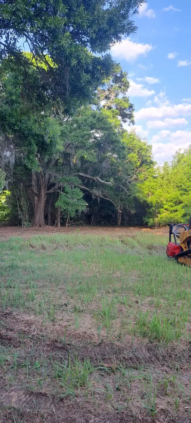 During forestry mulching: equipment clearing brush beneath mature live oaks
