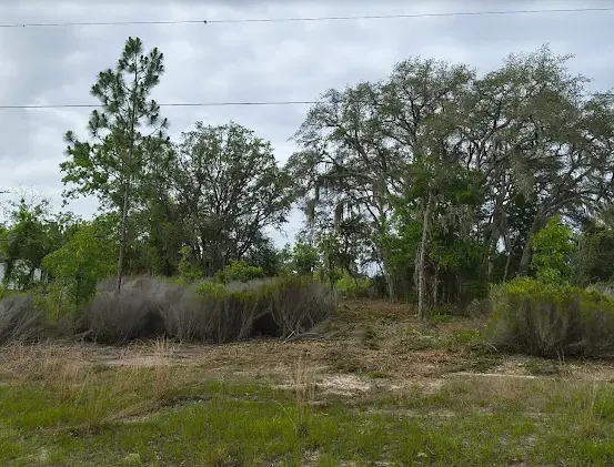 Overgrown wooded lot in Marion County FL before land clearing