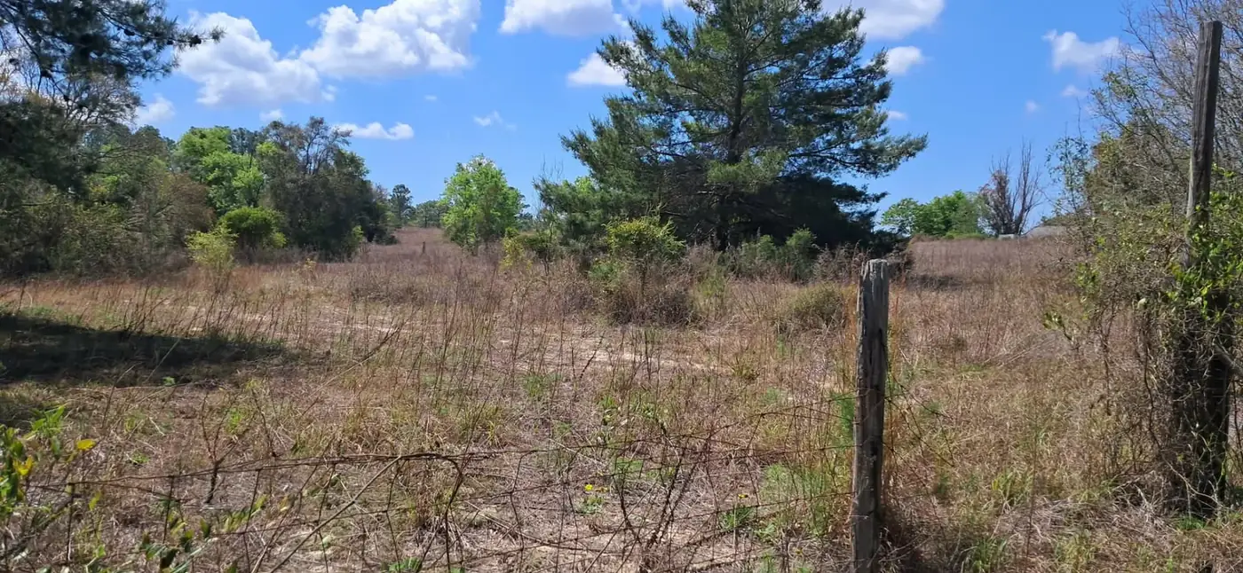 Overgrown acreage with tall weeds and brush along an old fence line before bush hog mowing