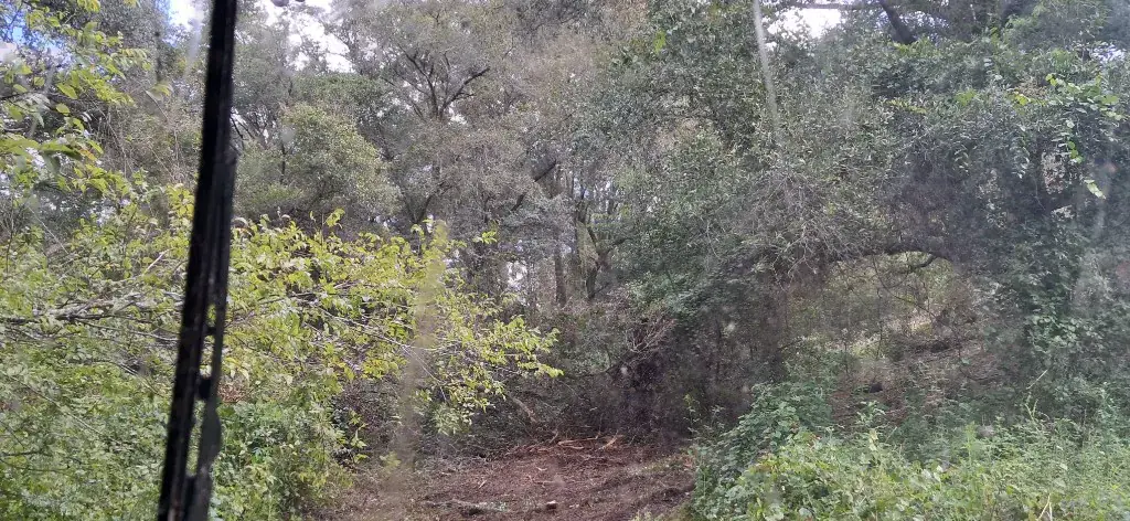 In Progress: oak canopy and remaining brush along the commercial fence line in Citrus Springs, FL as forestry mulching continues